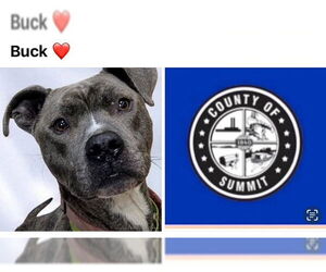 American Pit Bull Terrier Dogs for adoption in Akron, OH, USA