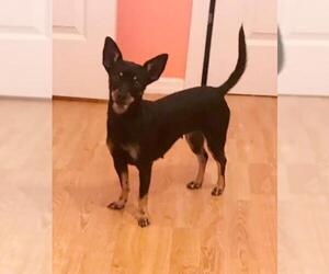 Miniature Pinscher Dogs for adoption in Peralta, NM, USA