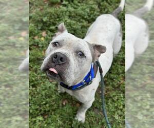 American Staffordshire Terrier Dogs for adoption in Fort Lauderdale, FL, USA