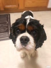 Cavalier King Charles Spaniel Dogs for adoption in Akron, OH, USA