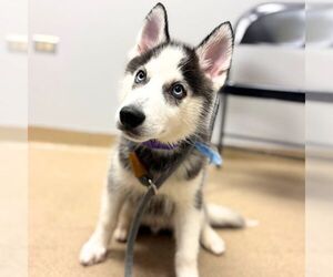 Siberian Husky Dogs for adoption in Aurora, CO, USA
