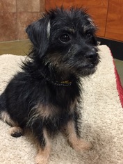 Brussels Griffon-Unknown Mix Dogs for adoption in Long Beach, CA, USA