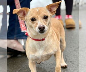 Chihuahua-Unknown Mix Dogs for adoption in Canton, CT, USA