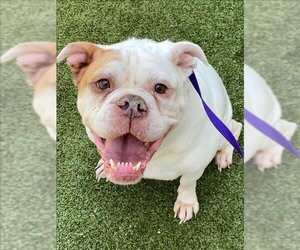 Bulldog Dogs for adoption in Fayetteville, NC, USA