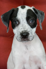 Small American Bulldog Mix