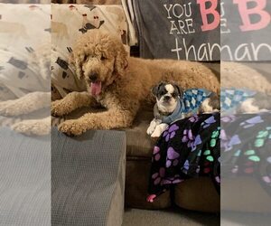 Golden Retriever Dogs for adoption in Silver Spring, MD, USA
