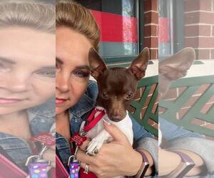 Rat Terrier-Unknown Mix Dogs for adoption in Cuba, NY, USA