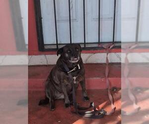 Pug-Unknown Mix Dogs for adoption in San Antonio, TX, USA