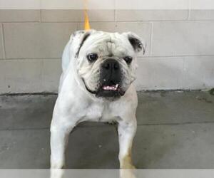 Bulldog Dogs for adoption in pomona, CA, USA