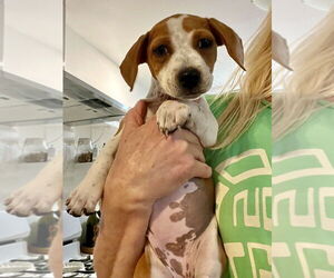 Medium Photo #1 American Pit Bull Terrier-Beagle Mix Puppy For Sale in Dana Point, CA, USA