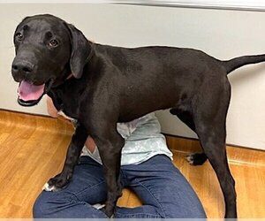 Great Dane-Labrador Retriever Mix Dogs for adoption in Mount Airy, NC, USA
