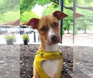 American Bulldog Dogs for adoption in Columbus, GA, USA