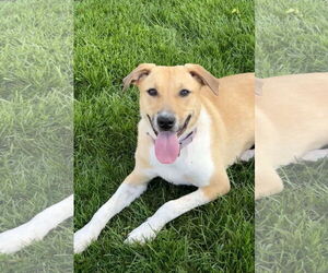 Labrador Retriever-Unknown Mix Dogs for adoption in GILBERTS, IL, USA
