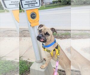American Bandogge mastiff Dogs for adoption in Oklahoma City, OK, USA