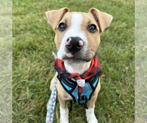 American Pit Bull Terrier-Unknown Mix Dogs for adoption in Fargo, ND, USA