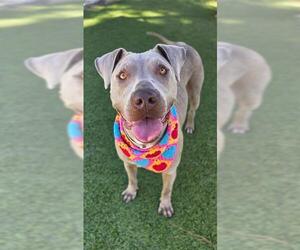 American Pit Bull Terrier Dogs for adoption in Downey, CA, USA