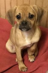 Puggle Dogs for adoption in Parker Ford, PA, USA