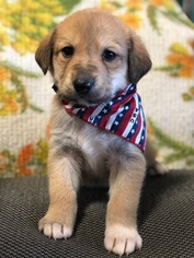 Labrador Retriever-Saint Bernard Mix Dogs for adoption in Coweta, OK, USA