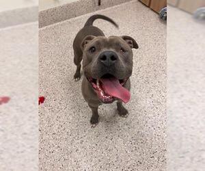 American Pit Bull Terrier Dogs for adoption in Brighton, CO, USA