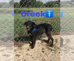 Mutt Dogs for adoption in Pleasanton, TX, USA