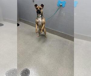Boxer-Unknown Mix Dogs for adoption in Las Vegas, NV, USA