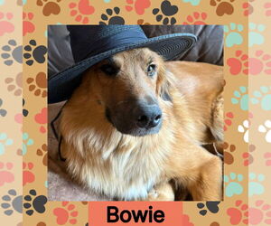 Golden Retriever-Unknown Mix Dogs for adoption in Littleton, CO, USA