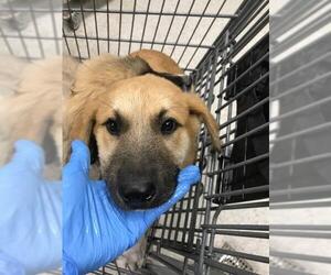 Labrador Retriever-Unknown Mix Dogs for adoption in Conroe, TX, USA