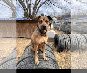 Mutt Dogs for adoption in Tracy City, TN, USA