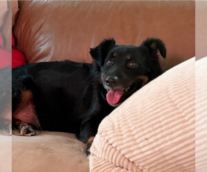 Australian Shepherd-Rottweiler Mix Dogs for adoption in Lakewood, CO, USA