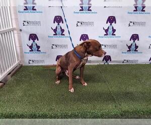 American Pit Bull Terrier Dogs for adoption in Orlando, FL, USA