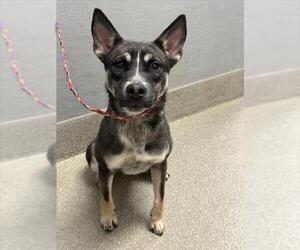 German Shepherd Dog-Unknown Mix Dogs for adoption in Las Vegas, NV, USA