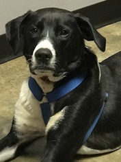 Borador Dogs for adoption in Guthrie, OK, USA