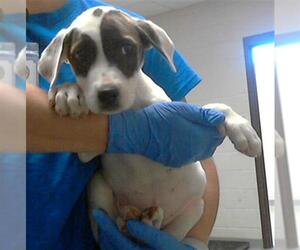 Great Dane-Labrador Retriever Mix Dogs for adoption in Fayetteville, NC, USA