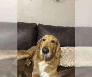 Golden Retriever-Unknown Mix Dogs for adoption in Bonita Springs, FL, USA