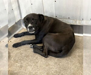 Mutt Dogs for adoption in San Bernardino, CA, USA