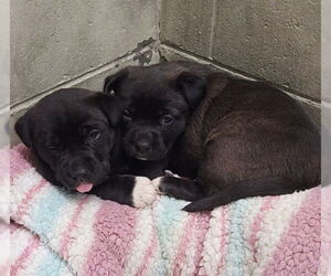 Mastiff-Unknown Mix Dogs for adoption in Anchorage, AK, USA