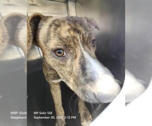 American Staffordshire Terrier-Unknown Mix Dogs for adoption in San Antonio, TX, USA