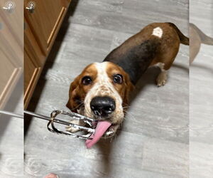 Basset Hound Dogs for adoption in Carrollton, TX, USA