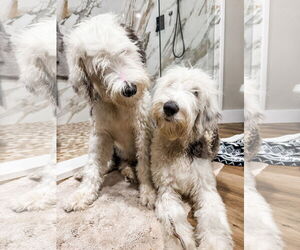 Old English Sheepdog-Unknown Mix Dogs for adoption in Valrico, FL, USA