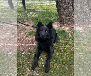 Collie-Unknown Mix Dogs for adoption in Warrenton, VA, USA