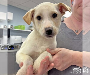 Australian Shepherd-Unknown Mix Dogs for adoption in Washington, DC, USA