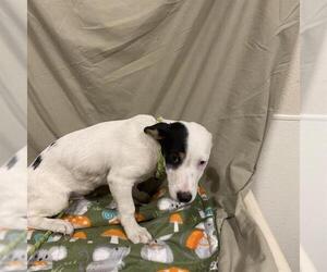 Border Collie-Unknown Mix Dogs for adoption in Modesto, CA, USA