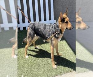 Australian Shepherd-German Shepherd Dog Mix Dogs for adoption in Modesto, CA, USA