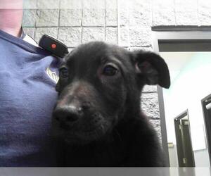 Shepradors Dogs for adoption in Tulsa, OK, USA