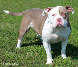 Medium Photo #1 American Pit Bull Terrier Puppy For Sale in Bedford, VA, USA