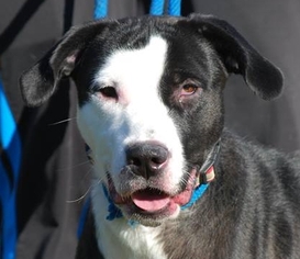 Borador Dogs for adoption in Chesapeake City, MD, USA