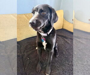Spaniel-Unknown Mix Dogs for adoption in Plymouth, MN, USA