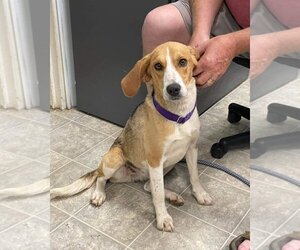 Beagle Dogs for adoption in Rustburg, VA, USA