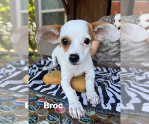 Chihuahua-Unknown Mix Dogs for adoption in Turlock, CA, USA