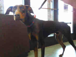 Doberman Pinscher Dogs for adoption in Nashville, TN, USA